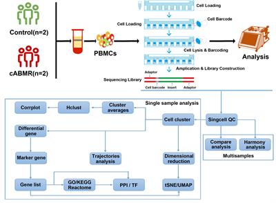 Single-Cell Transcriptome Analysis of Chronic Antibody-Mediated Rejection After Renal Transplantation